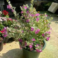 ราคา ต้นนีออนใบเงิน-นีออนแคระ-นีออนไต้หวัน-นีออนญี่ปุ่น มี 4 ชนิดให้เลือก#กระถาง 10-11 นิ้ว (1730003735001336812)