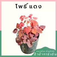 ราคา โพธิ์แดงแคระ (Euphorbia cotinifolia) กระถาง 4 นิ้ว สินค้ามาใหม่ประจำเดือนนี้ (1732304648743519573)