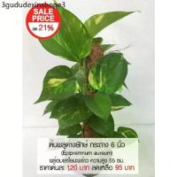 ราคา ของใช้ในครัวเรือน ต้นพลูด่างยักษ์ กระถาง 6 นิ้ว (Epipremnum aureum) ไม้ฟอกอากาศ พร้อมเสาใยมะพร้าว ความสูง 55 ซม. (1732209918108600547)