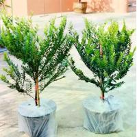 ราคา ต้นล่ำซำ ไม้มงคลเสริมโชคลาภ กระถาง11นิ้ว ส่งได้ประเกิน3กระถาง/ออร์เดอร์ค่ะ (1731284767974852521)