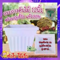 ราคา เซ็ตกระถาง+ปุ๋ยขี้วัว ( กระถาง + ปุ๋ยขี้วัว 1โล ) ขี้วัวแท้100% กระถางสี่เหลี่ยม กระถางปลูกต้นไม้ กระถางพลาสติก HGK (1729710834711956256)