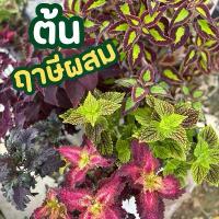 ราคา ต้นฤาษีผสม กระถาง8นิ้ว เลี้ยงง่ายชอบน้ำชอบแดด (1731683966195566136)