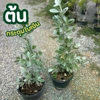 ราคา ต้นกระดุมใบเงิน กระถาง12นิ้ว (1731693743407990328)