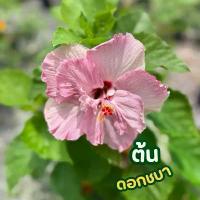 ราคา ต้นดอกชบา สีชมพูม่วงอ่อน กระถาง8นิ้ว (1731785669527766584)