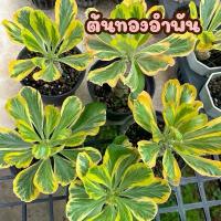 ราคา ต้นทองอำพัน ไม้มงคล สีทองด่าง กระถาง3.5นิ้ว (1731673072160966200)