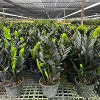 ราคา กวักมรกตดำยกโขดบอนไซ กระถาง7นิ้ว กิ่งมีหัวสวย#ต้นไม้ใบสีดำ #เรียบหรู #สดชื่นแบบสายคูล เป็นไม้มงคลสำหรับสายมู แถมยังสวยเลี้ยงง่ายโตไวด้วย สายขี้เกียจก็เลี้ยงต้นนี้ได้ เพราะร (1730708378836371961)