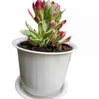 ราคา ต้นพญานาคราชด่าง กระถาง6นิ้ว ไม้มงคลเสริมโชคลาภ (1729923442417568355)