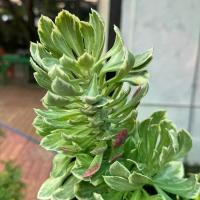 ราคา ต้นว่านพญานาคราชใบด่าง กระถาง 5-6 นิ้ว จัดส่งทั้งกระถาง ความสูงจากก้นกระถาง 20-30 เซน (1730206630049385103)