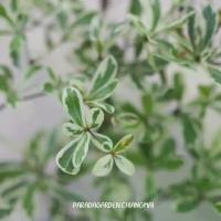 ราคา หูกระจงแคระด่าง กระถาง 8" (1729669638140758111)