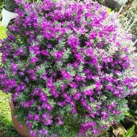 ราคา ต้นนีออนใบเงิน กระถาง 11 นิ้ว (1730914245748689319)