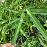 ราคา ต้นว่านเสน่ห์หา ว่านมงคล เมตตามหานิยม กระถาง 6 นิ้ว สูงประมาณ 20 เซนขึ้นไป (1732383330552678386)