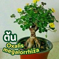 ราคา Oxalis megalorrhiza ดอกสีเหลือง ไม้ฟอร์มโขด กระถาง2นิ้ว จัดส่งทั้งกระถาง (1731820762673940024)