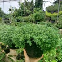 ราคา ต้นแพรหยกหรือแพรเงิน สวยๆ กระถาง8นิ้ว พร้อมส่งจากสวน (1732676840520058470)