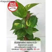 ราคา ต้นพลูด่างยักษ์ กระถาง 6 นิ้ว (Epipremnum aureum) ไม้ฟอกอากาศ พร้อมเสาใยมะพร้าว ความสูง 55 ซม. (1732102792792279168)
