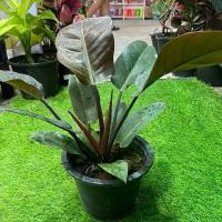 ราคา ฟิโลดำ กุมารดำเรียกทรัพย์ philodendron black cardinal (จำนวน 1 ต้น) กระถาง 6 นิ้ว (1730124392091978409)