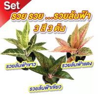 ราคา เซตรวมดาวเด่น(รวยล้นฟ้า) กระถาง 5 นิ้ว ต้นไม้มงคล ต้นไม้ฟอกอากาศ (1729733389854214681)