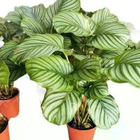 ราคา ต้นคล้าใบตอง Calathea Orbifolia ไม้ใบสวย กระถาง6/7นิ้วฟร์อมสวย (1730055617052248569)