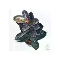 ราคา ยางอินเดียดำ ต้นใหญ่ กระถาง 11 นิ้ว (1729771558433884366)