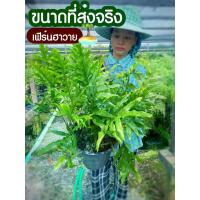 ราคา เฟิร์นฮาวาย กระถาง 11 นิ้ว (1729764944751070117)