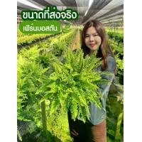 ราคา เฟิร์นบอสตัน กระถาง 10 นิ้ว (1729759203083783077)