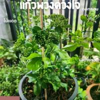 ราคา ต้นแก้วพวงดวงใจ กระถาง 11 นิ้ว ติดดอกทุกต้น (1732253870076298887)