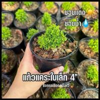 ราคา ต้นแก้วแคระใบเล็กไม้แดด ต้นไม้มงคลจิ๋ว กระถาง4นิ้ว **ออกดอกได้** (1732026750187637261)