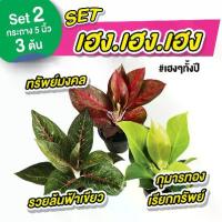 ราคา (Set เฮง เฮง เฮง)ทรัพย์มงคล รวยล้นฟ้า กุมารทองเรียกทรัพย์ กระถาง 5 นิ้ว ต้นไม้มงคล ไม้ฟอกอากาศ (1729718173864790553)