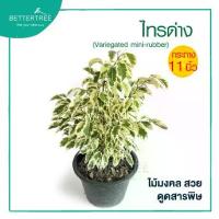 ราคา ไทรด่าง กระถาง 11 นิ้ว ต้นไม้มงคล ต้นไม้แดด (1729830560153111065)