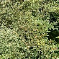 ราคา หูกระจงใบด่าง สูง80ซม -1เมตร กระถาง11นิ้ว (1731359511800677591)