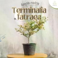 ราคา หูกระจงด่าง (Terminalia fatraea) กระถาง 8 นิ้ว (1729969955492432078)