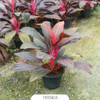 ราคา หมากผู้หมากเมีย (Cordyline fruticosa) กระถาง 11 ไม้มงคล สูง 35-50 เซน (1731606988891587790)