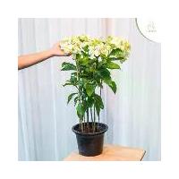 ราคา ดอนญ่าสีขาว และ ชมพู ต้นใหญ่ ไม้มงคล (Mussaenda Philippica) กระถาง 11 นิ้ว ไม้ประดับ ไม้มงคล ใบสวย (1730097067032348878)