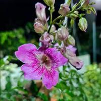 ราคา กระถาง + ต้นทองอุไรสีชมพู (1729742891859151676)