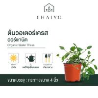 ราคา ต้นวอเตอร์เครส ออร์แกนิค Organic Water Cress กระถาง 4 นิ้ว และ 6 นิ้ว (1729702303743183083)