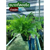 ราคา เฟิร์นก้างปลา กระถาง 11 นิ้ว (1729759492904881061)