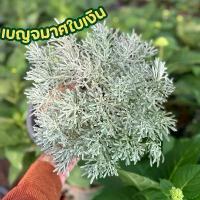 ราคา ต้นเบญจมาสใบเงิน กระถาง8นิ้ว (1732170197024933432)