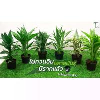 ราคา ไผ่กวนอิมมีรากพร้อมกระถาง 4 นิ้ว [ เงิน ทอง 5ต้น ] [ไผ่กวนอิมบัว 1 ต้น] กระถาง 4 นิ้ว (มีราก) ความสูง 30cm (1732076733312763655)