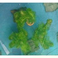 ราคา สาหร่ายหางกระรอก1กระถาง มี10ต้น (1732565386015769806)