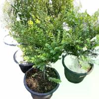 ราคา ต้นล่ำซำ ไม้มงคล กระถาง 8 นิ้ว (1731687125755201633)