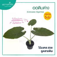 ราคา ออดิบด่าง กระถาง 5 นิ้ว Colocasia​ Gigantea​ ไม้ฟอกอากาศ (1732016015357479449)