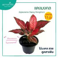 ราคา แดงมงคล(กระถาง 11 นิ้ว) ต้นไม้มงคล ต้นไม้ฟอกอากาศ (1731846515938723353)