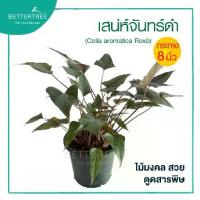 ราคา เสน่ห์จันทร์ดำ กระถาง 8 นิ้ว ไม้มงคล ไม้ฟอกอากาศ (1730130702241466905)