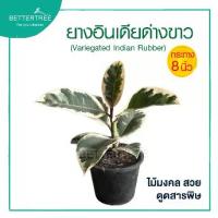 ราคา ยางอินเดียด่างขาว กระถาง 8 นิ้ว ต้นไม้ปรับฮวงจุ้ย ไม้มงคล ไม้ฟอกอากาศ (1729729498343770649)