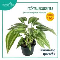 ราคา กวักพระพรหม (กระถาง 11 นิ้ว) ไม้มงคล ต้นไม้ฟอกอากาศ (1731955967715149337)