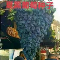 ราคา เมล็ดองุ่น คิโยโฮะ กระถาง ต้นไม้ผล สีทอง นิ้ว เมล็ดองุ่นไร้เมล็ด ผลไม้ ต้นไม้องุ่น องุ่นสีแดง (1732599499938760420)