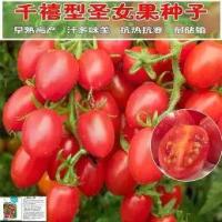 ราคา เมล็ดมะเขือเทศเชอร์รี่สีแดง, เมล็ดผักที่ให้ผลผลิตสูง, มะเขือเทศเชอร์รี่, กระถาง, มะเขือเทศเชอร์รี่สีเหลือง, เมล็ดผัก, [3333 Repurchases] (1732648888767580123)