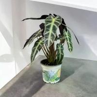 ราคา Alocasia Bambino แก้วสารพัดนึกตัวเมีย กระถาง 5 นิ้ว (1731048954438584505)