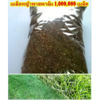 ราคา ขายส่ง 1,000,000 เมล็ด เมล็ดหญ้าพาสพาลัม Paspalum Grass หญ้าพัลธลั่ม หญ้าปูสนาม สนามหญ้า หญ้าญี่ปุ่น หญ้ามาเลเซีย พืชตระกูลหญ้า เมล็ดพันธ์หญ้า หญ้าเบอร์มิวด้า หญ้าไทเป ชนิดหญ้า จ (1731584991856264971)