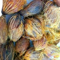 ราคา ขายส่ง 300 เมล็ด เมล็ดปาล์มน้ำมัน โกลด์เด้นเทเนอร่า GT ปาล์มน้ำมันลูกผสม(DxP) พืชเศรษฐกิจ มีใบรับรอง (1729829657391302922)