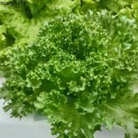 ราคา ที่นิยมมากที่สุด เมล็ดพันธุ์สลัด ฟิลเลย์ ไอซ์เบิร์ก Frillice Iceberg (แบบเคลือบ ชุดละ 500 เมล็ด) (1732619253920335471)